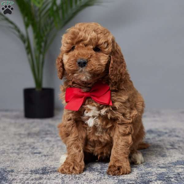 Rickie, Mini Goldendoodle Puppy